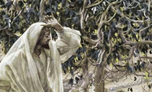 Miracle Judgments and the Fig Tree