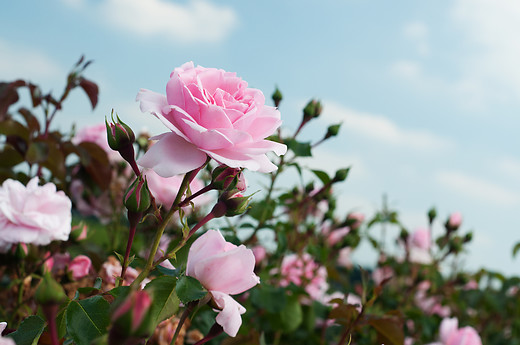 Roses Will Bloom Again - Part 2